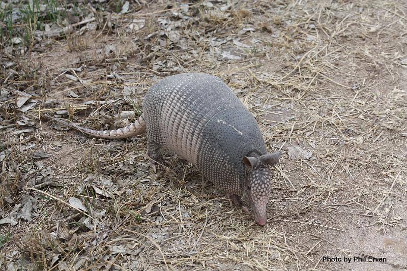 Armadillo.JPG
