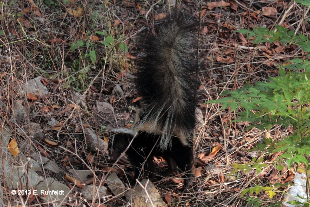 Skunk.jpg