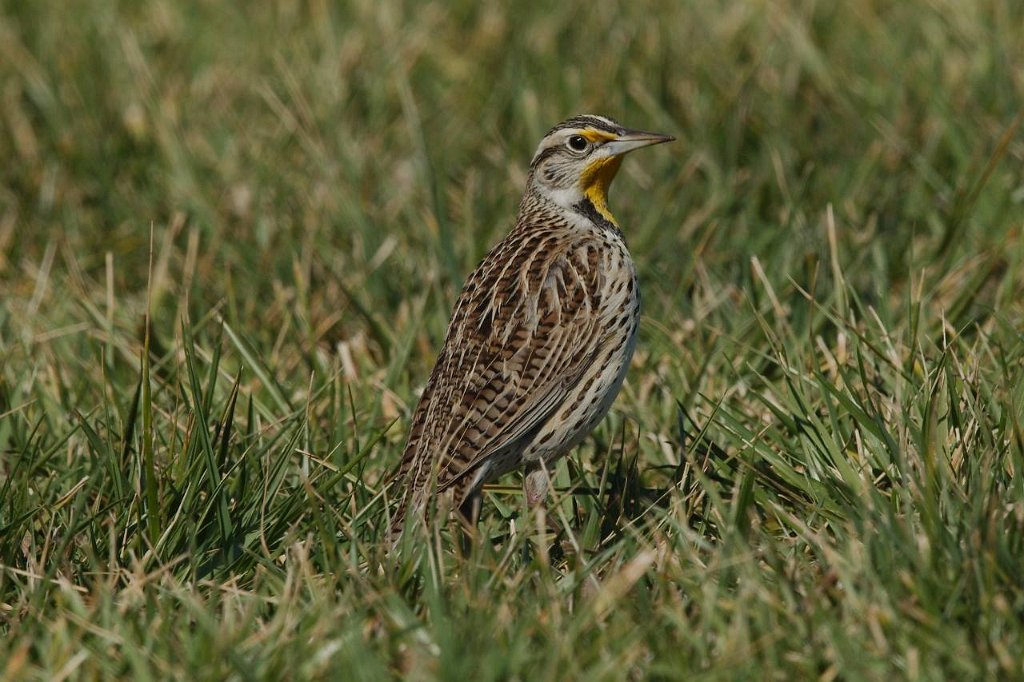 Meadowlark.jpg