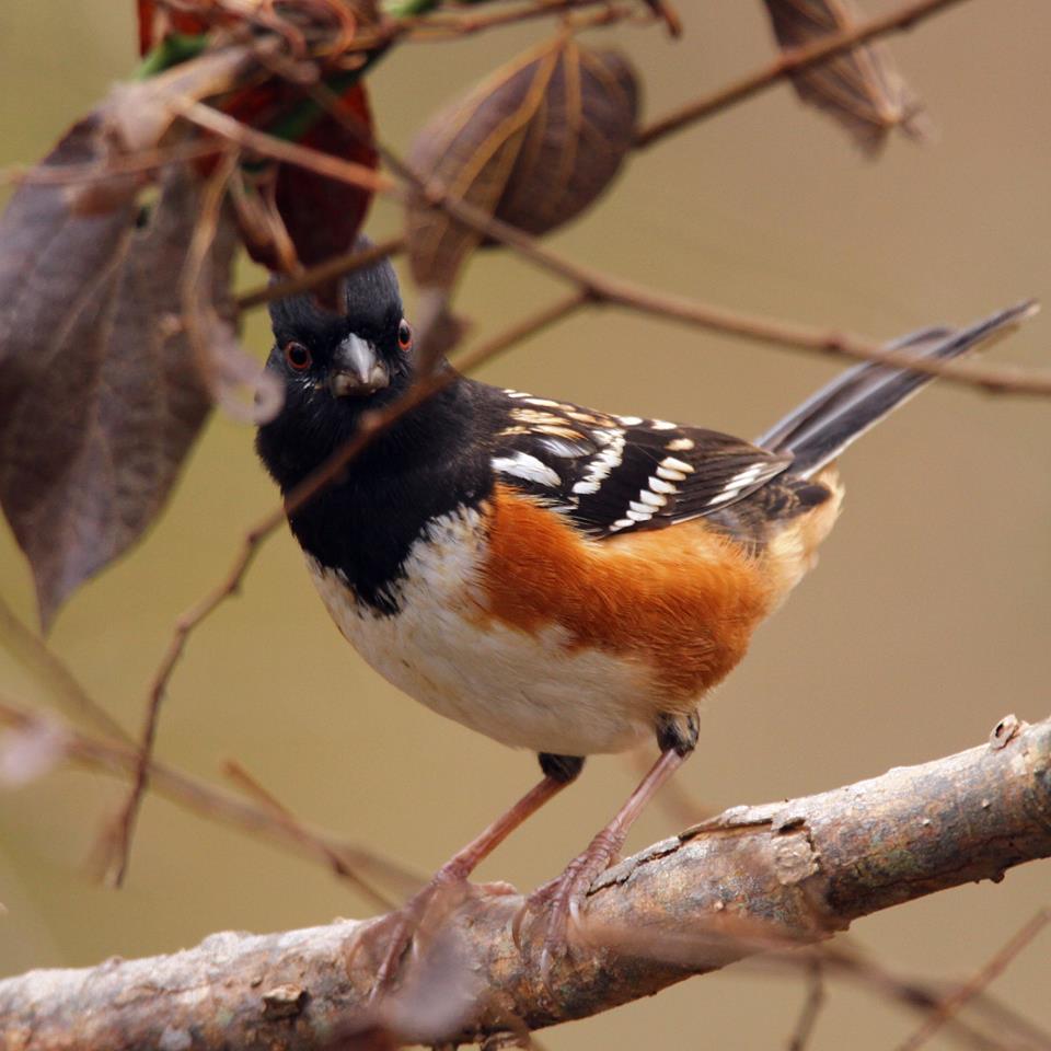 Spotted_Towhee.jpg - Spotted Towhee photographed by Sabrina Nicholson