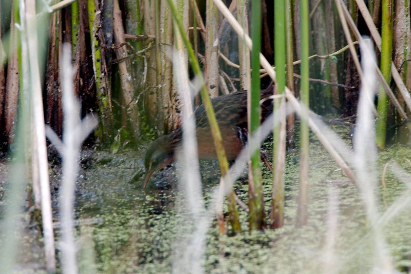 10348712_10202804998997147_3714958694714061762_o.jpg - Virginia Rail, photo by Sabrina Nicholson