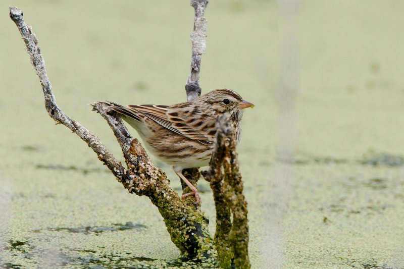 10431412_10202804998637138_4094751483371730856_o.jpg - Song Sparrow, photo by Sabrina Nicholson