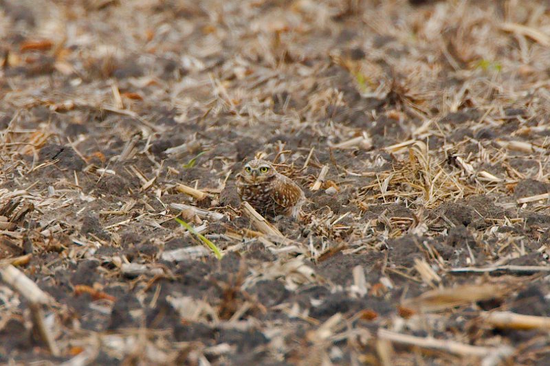 10547961_10202805001117200_759416131427215073_o.jpg - Burrowing Owl, photo by Sabrina Nicholson