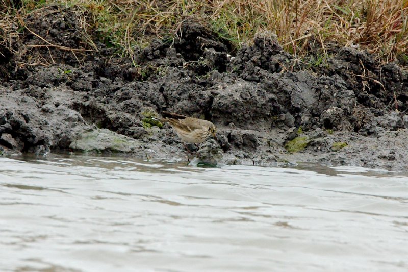 10608486_10202805002237228_8616016287204907955_o.jpg - American Pipit, photo by Sabrina Nicholson