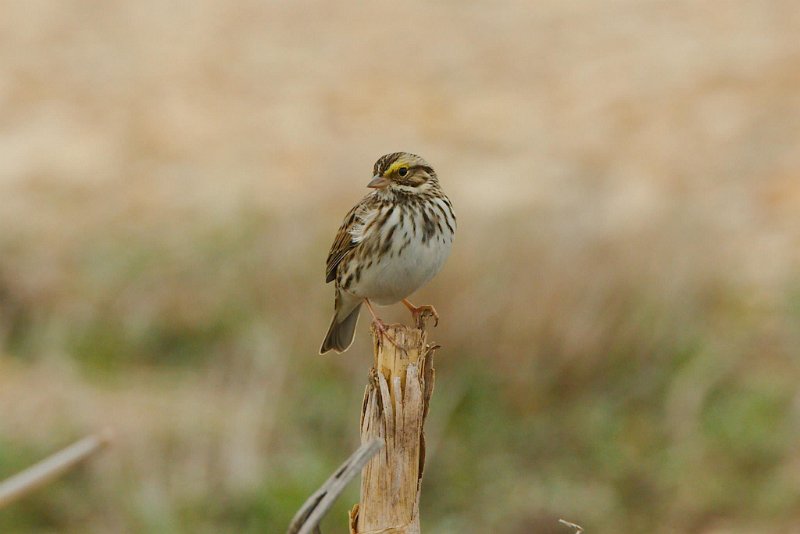 10626138_10202804999877169_5500917609472017095_o.jpg - Savannah Sparrow, photo by Sabrina Nicholson