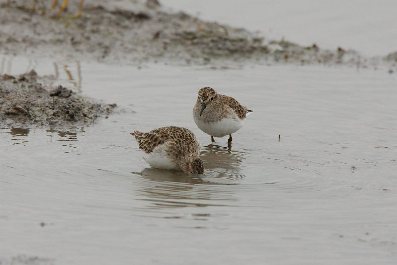 1077218_10202805002157226_1669296686437256614_o.jpg - Least Sandpipers, photo by Sabrina Nicholson