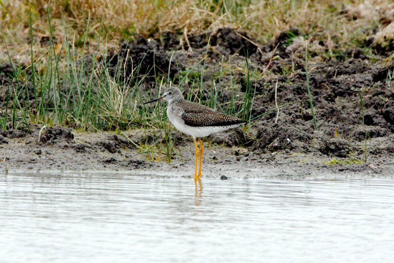 1412740_10202805001237203_5175642563104140840_o.jpg - Greater Yellowlegs, photo by Sabrina Nicholson