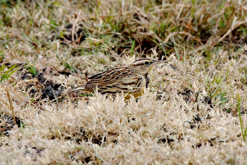 1462650_10202805001677214_928556150773326341_o.jpg - Meadowlark, photo by Sabrina Nicholson