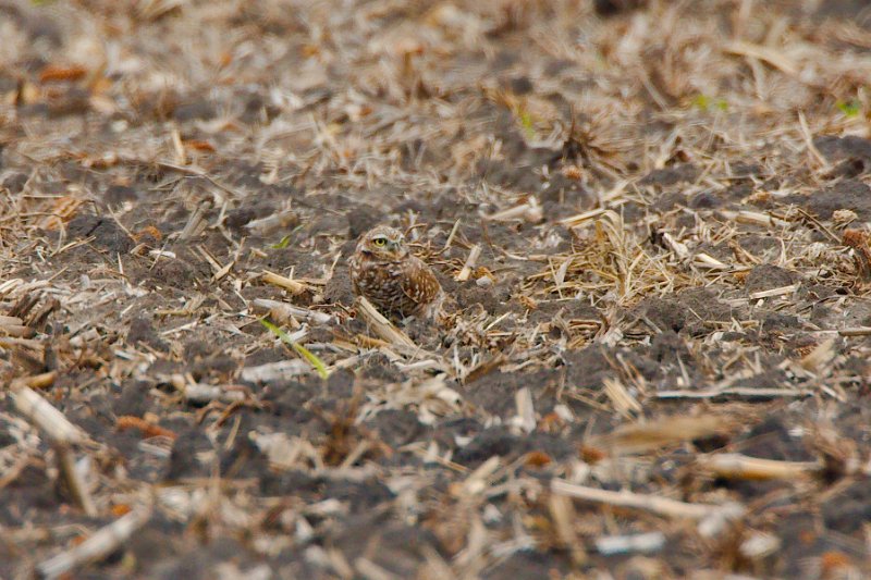 1501340_10202805000637188_1788634041392987370_o.jpg - Burrowing Owl, photo by Sabrina Nicholson