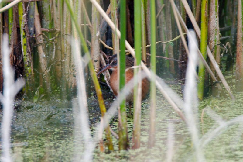 1913510_10202805014117525_777089158304516803_o.jpg - Virginia Rail, photo by Sabrina Nicholson