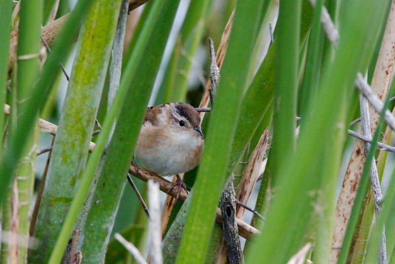 885957_10202804999557161_6759201855509553152_o.jpg - Swamp Sparrow, photo by Sabrina Nicholson