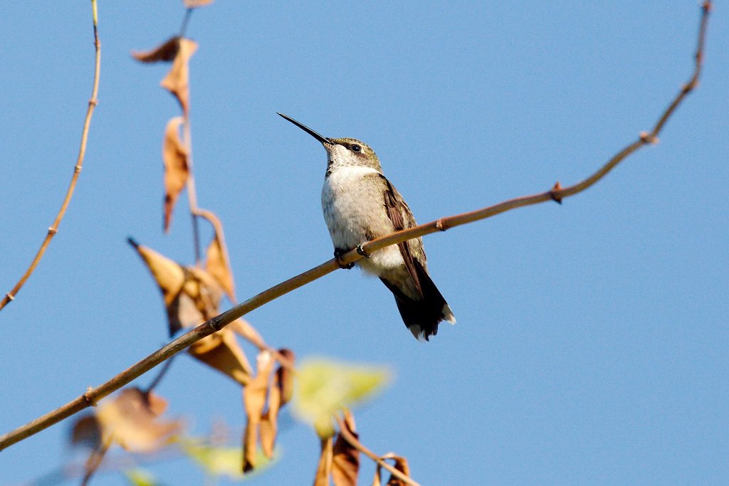 11032480_10204564642787142_5642268227704696664_o.jpg - Ruby-throated Hummingbird