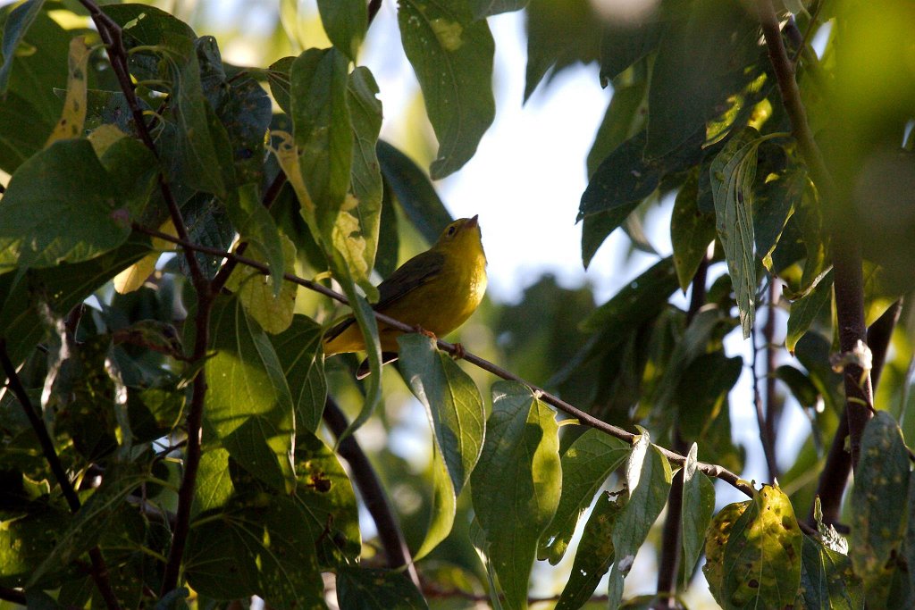 12010632_10204564642707140_5421330976327196001_o.jpg - Yellow Warbler