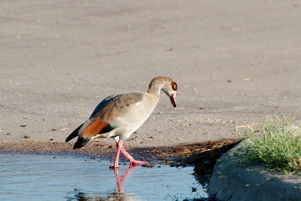 12030256_10204561697313507_6691651915403901247_o.jpg - Egyptian Goose