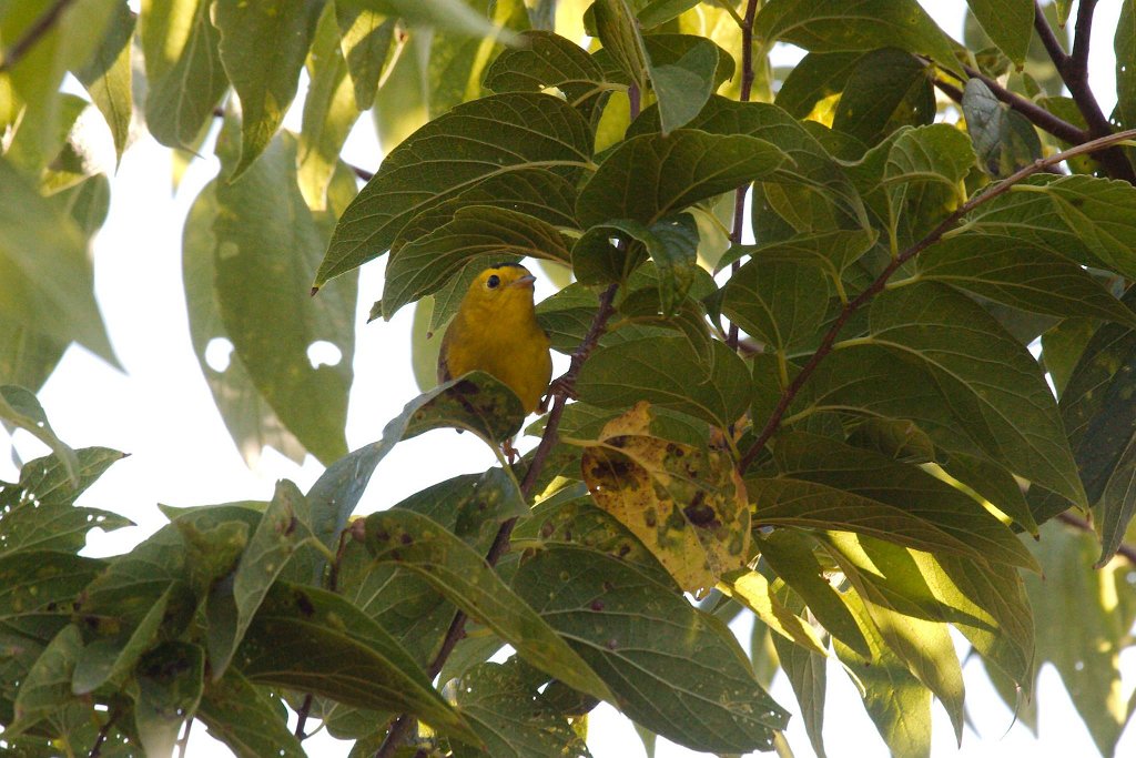 12045691_10204564642467134_8706904975891084314_o.jpg - Wilson's Warbler