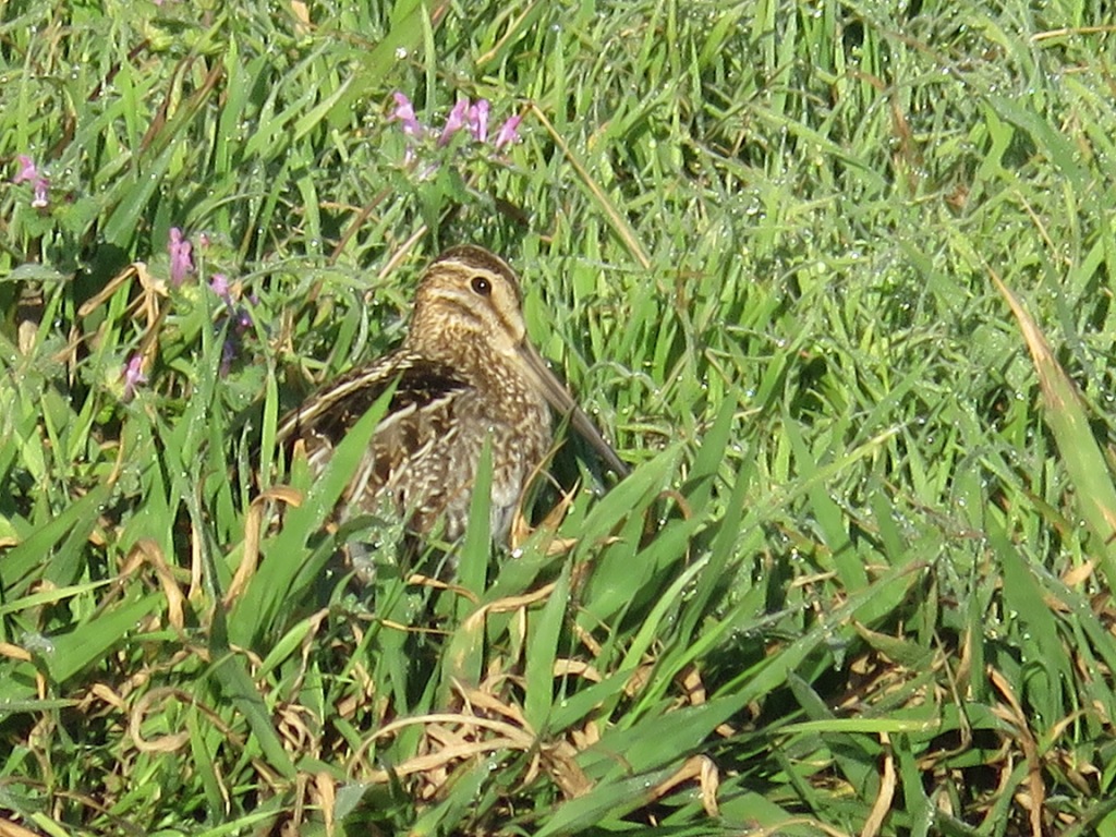 IMG_1926 Snipe, Wilson's.JPG - Wilson's Snipe, photo by Elaine Horton