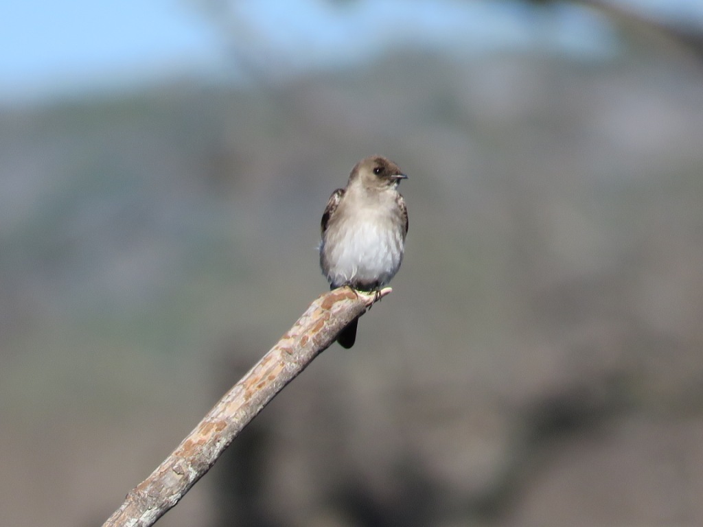 IMG_1982 Swallow, Northern Rough-winged.JPG - Northern Rough-winged Swallow, photo by Elaine Horton