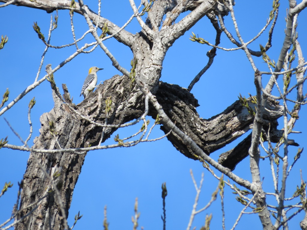 IMG_2017 Woodpecker, Golden-fronted (female).JPG - Female Golden-fronted Woodpecker, photo by Elaine Horton