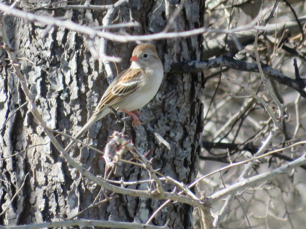 IMG_2068 Sparrow, Field.JPG - Field Sparrow, photo by Elaine Horton