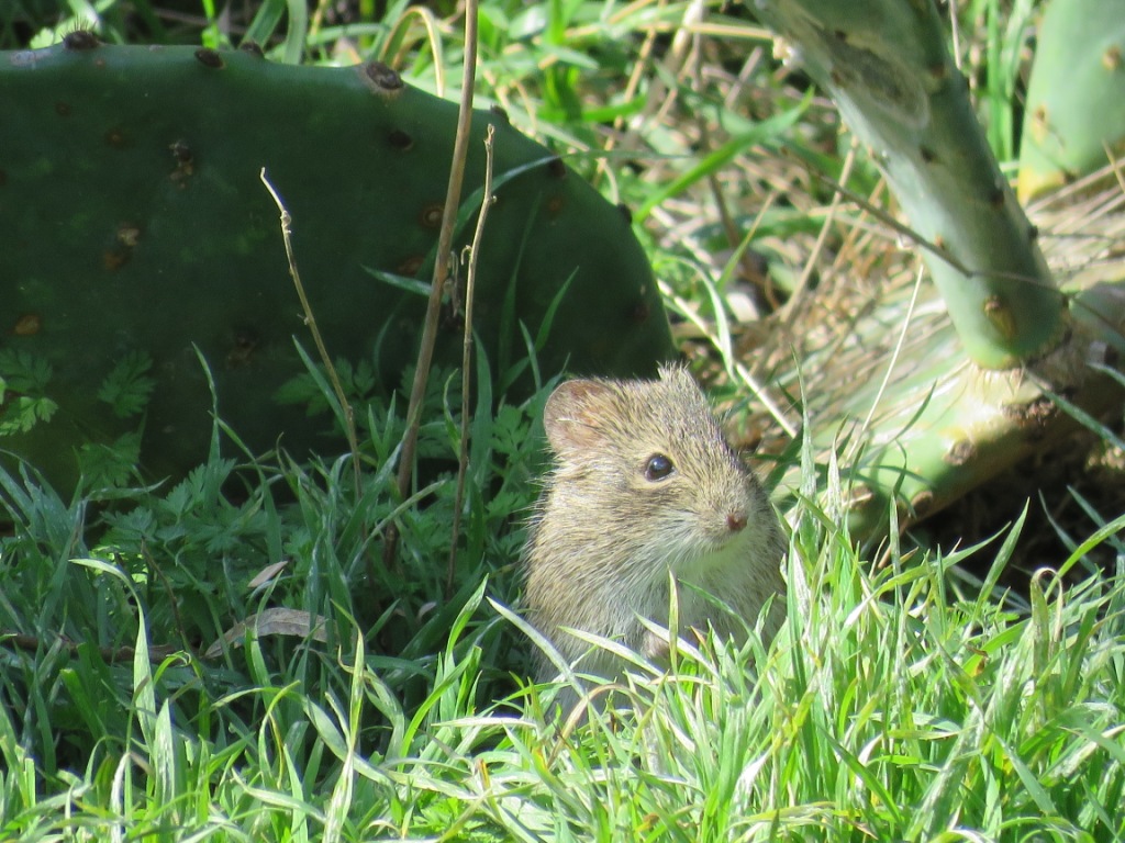 IMG_2091 Cotton Rat.JPG - Cotton Rat, photo by Elaine Horton