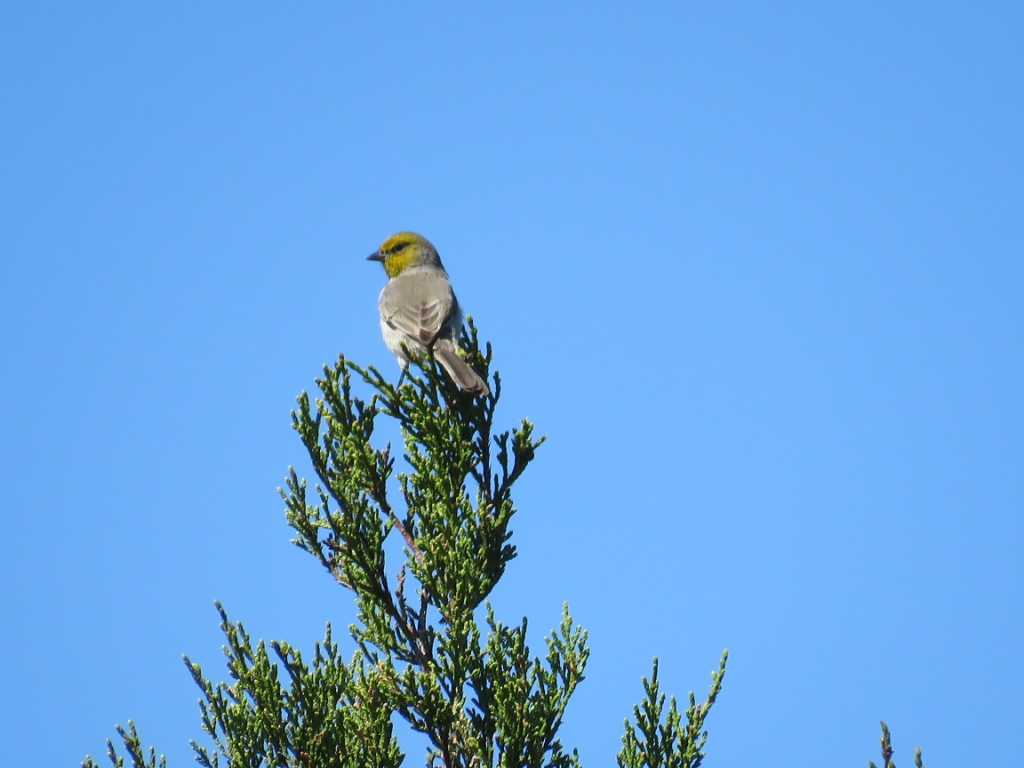 IMG_2120 Verdin.JPG - Verdin, photo by Elaine Horton