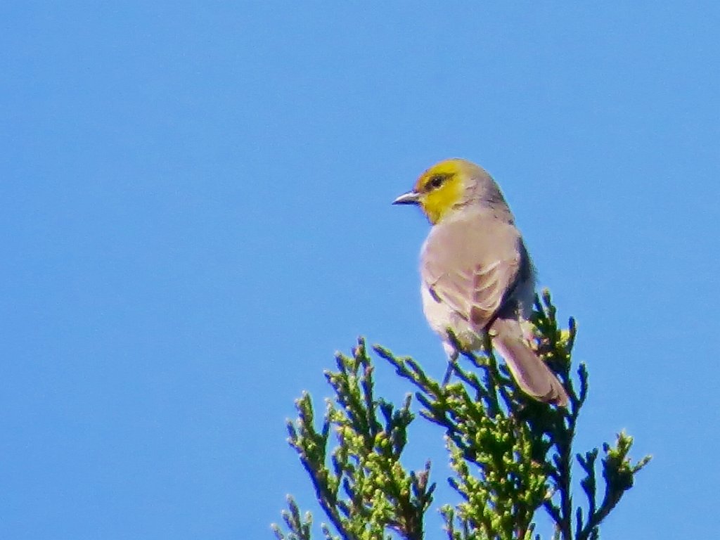image1.JPG - Verdin, photo by Kathy Cantu