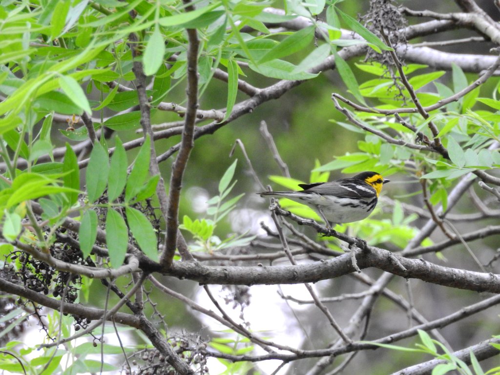 GCWA by Gary Kline.JPG - Golden-cheeked Warbler, photo by Gary Kline