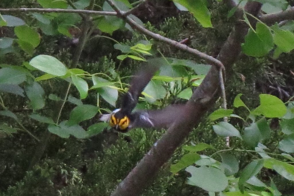 GCWA by Liz.jpg -                                Golden-cheeked Warbler in flight, photo by Liz Cowan