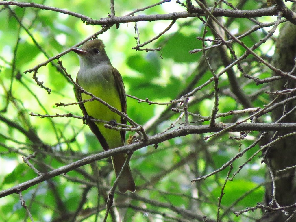 Great Crested Flycatcher by Richard Mumm.JPG - Great Crested Flycatcher , photo by Richard Mumm