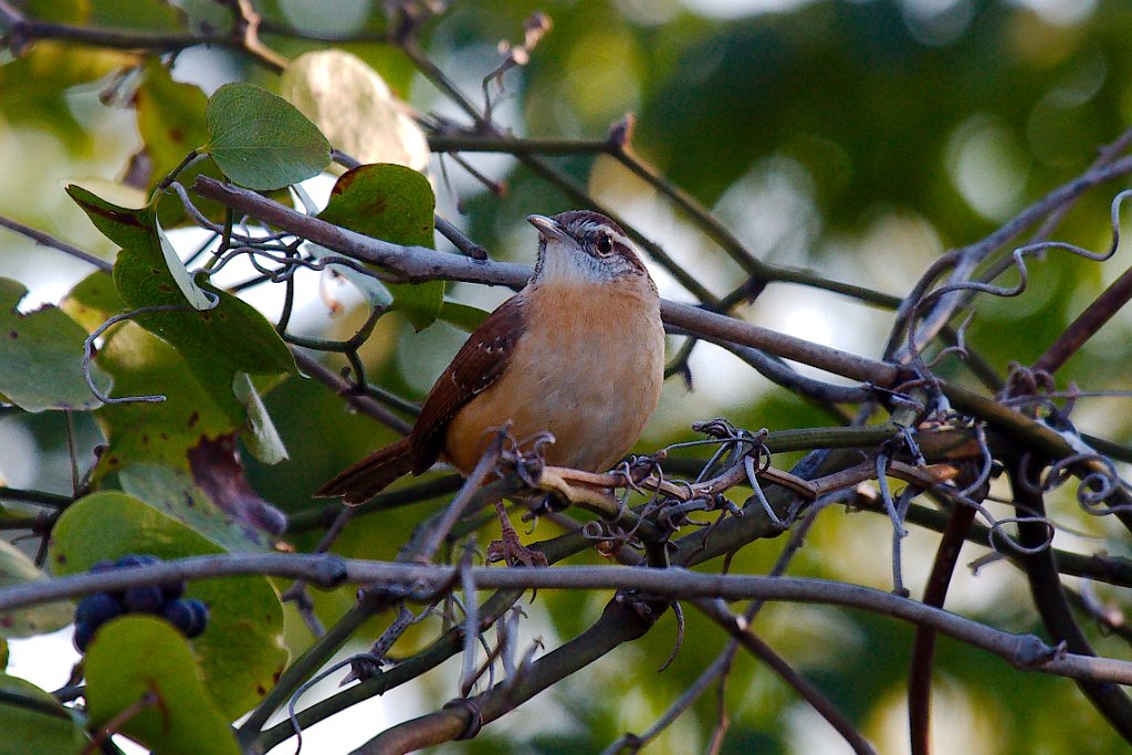 IMG_0079_1.jpg - Carolina Wren