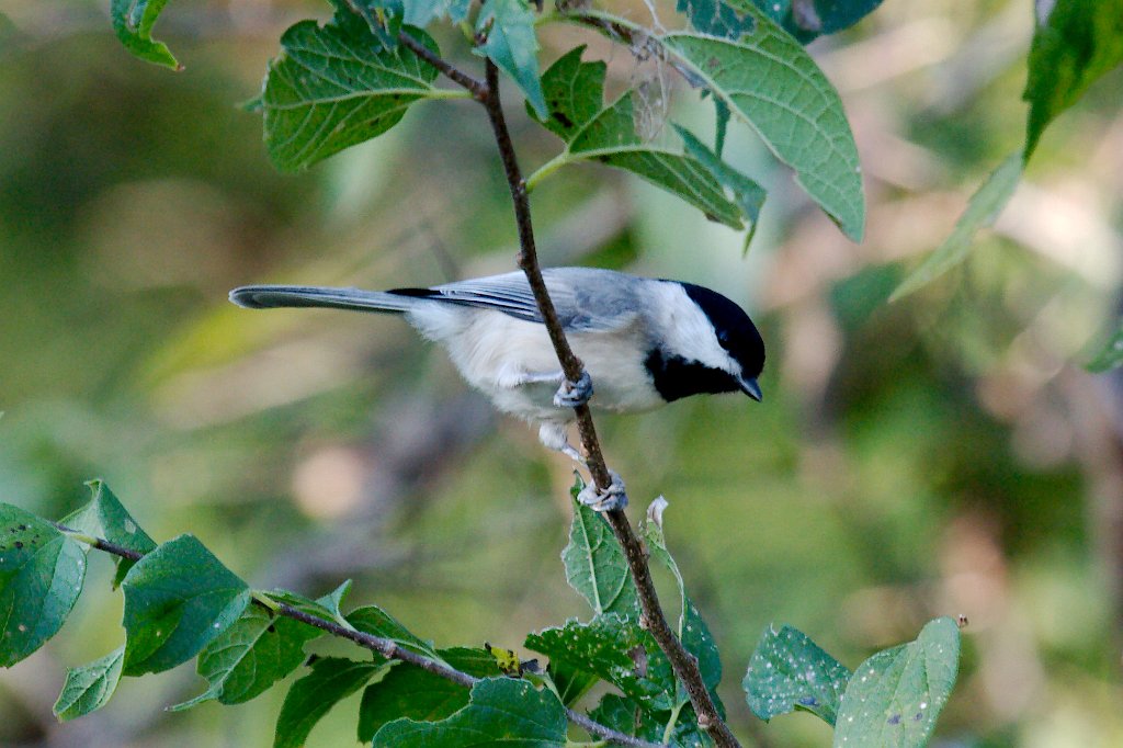 IMG_0083.jpg - Carolina Chickadee