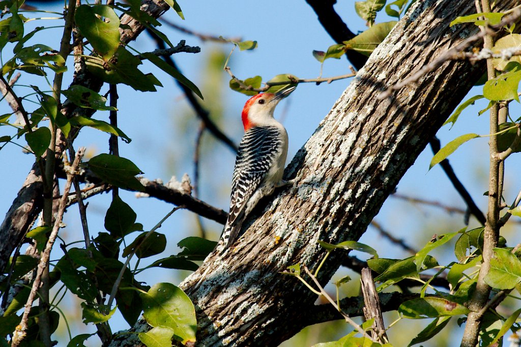 IMG_0088.jpg - Red-bellied Woodpecker