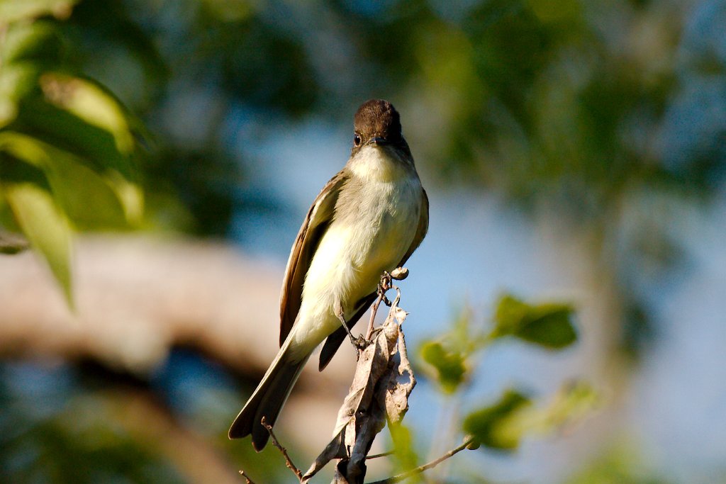IMG_0094.jpg - Eastern Phoebe