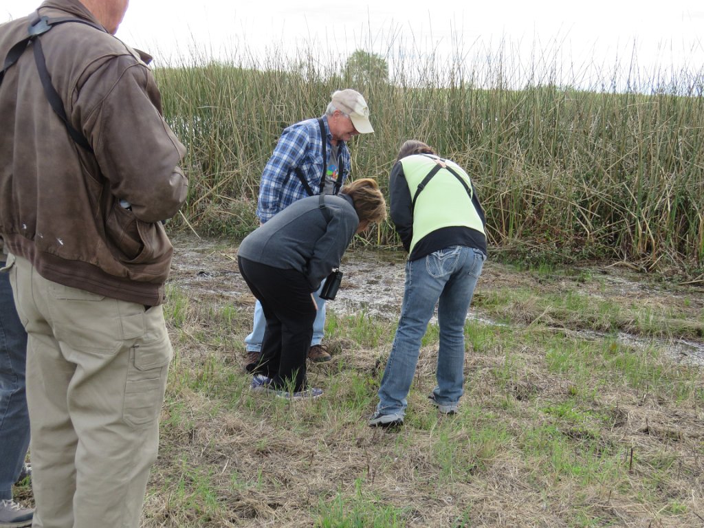 IMG_4186.JPG - Looking at crawdad burrow Photo by Elaine Horton