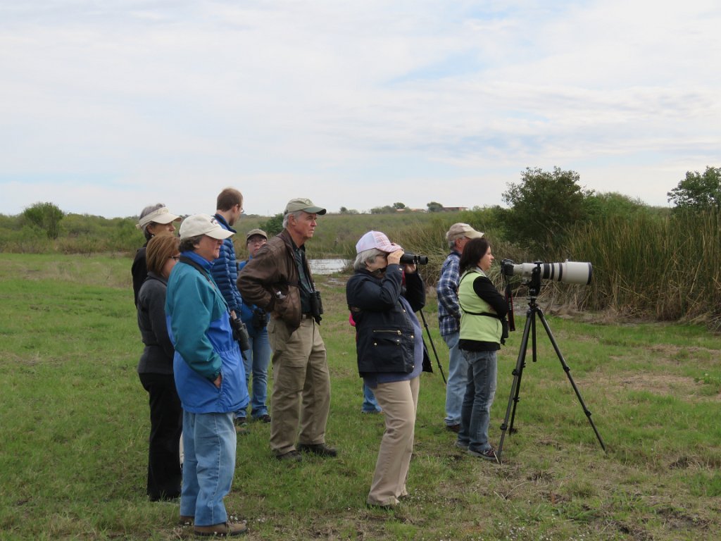 IMG_4192.JPG - Debating identification of distant raptor - turned out to be Northern Harrier Photo by Elaine Horton