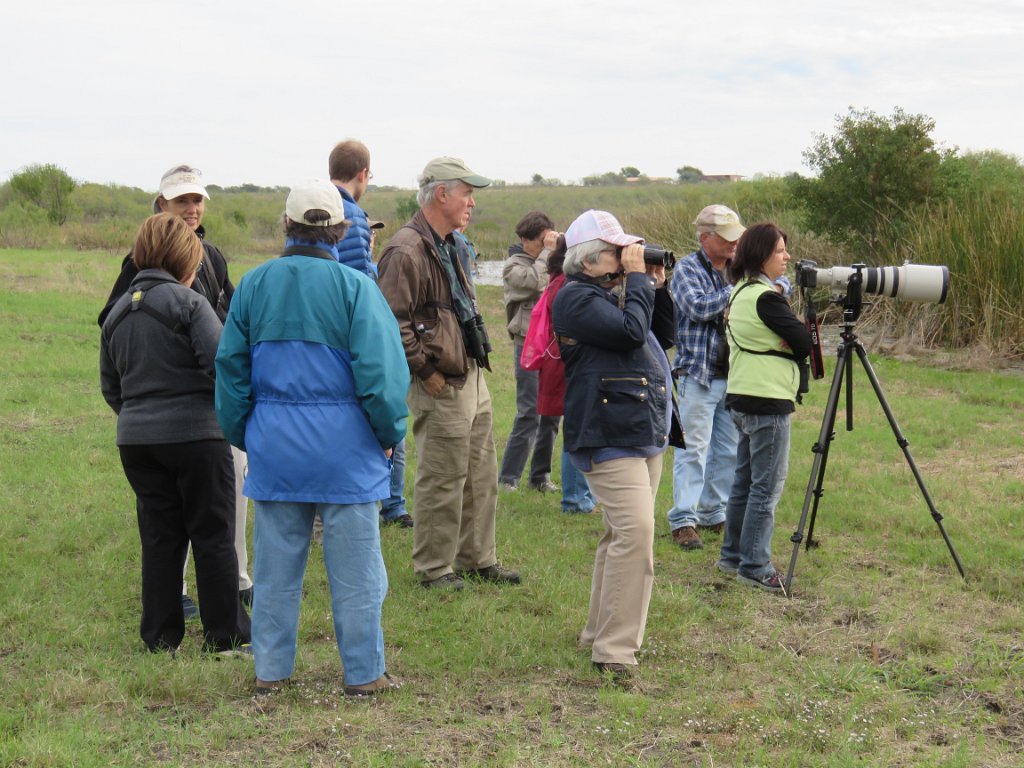 IMG_4195.JPG - Debating identification of distant raptor - turned out to be Northern Harrier Photo by Elaine Horton