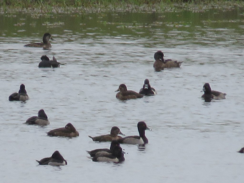 IMG_4227.JPG - Ring-necked Ducks Photo by Elaine Horton