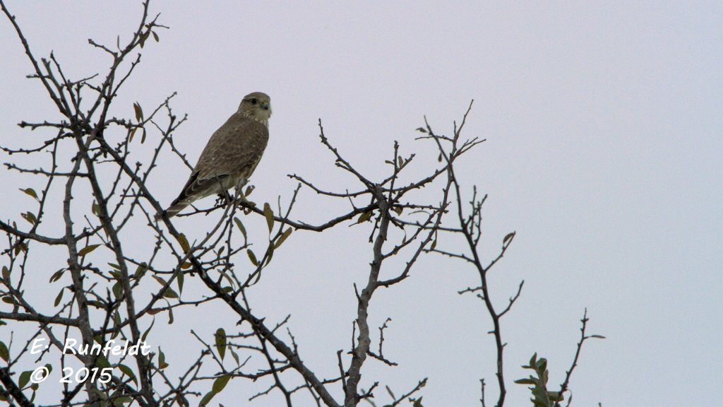 Rogers0013.JPG