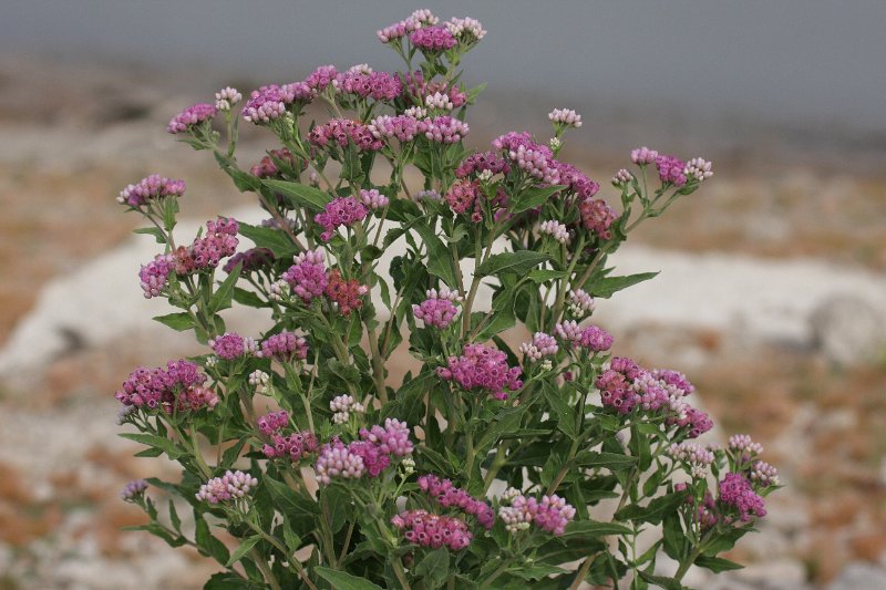 Ironweed.JPG