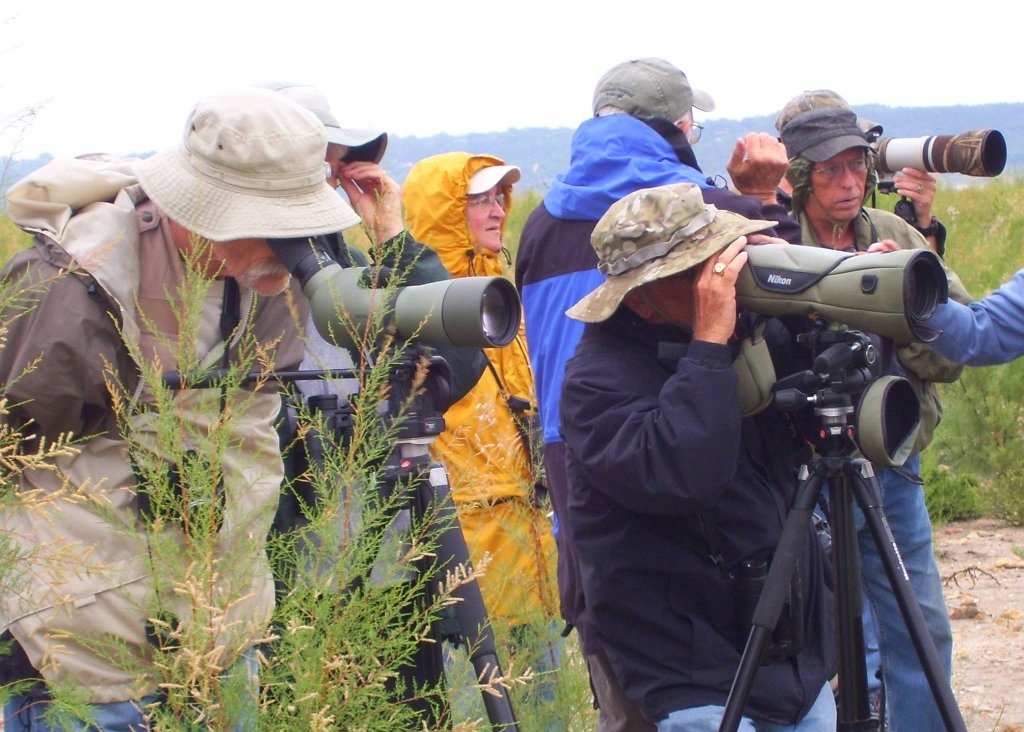 10628775_770885379621154_5872065204376375044_o.jpg - Looking at Black-bellied Plover