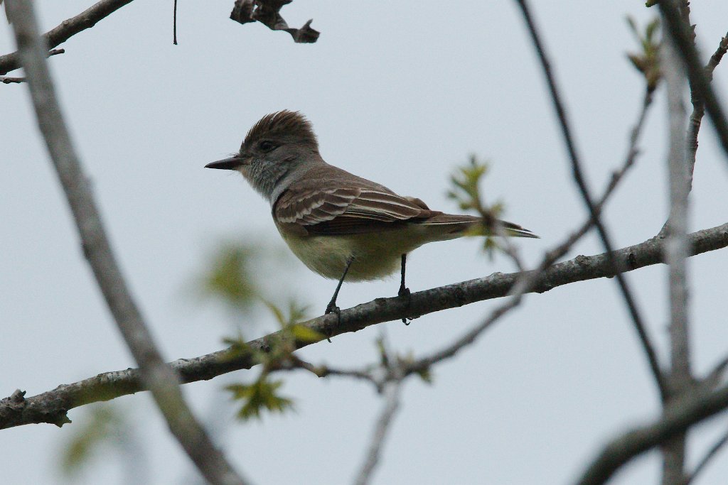 Ash-throated Flycatcher 2016-04-24_1.jpg