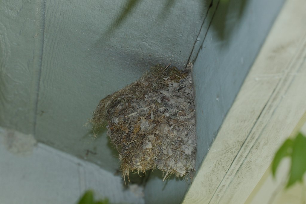 Eastern Phoebe Nest 2016-04-24.jpg - Eastern Phoebe Nest
