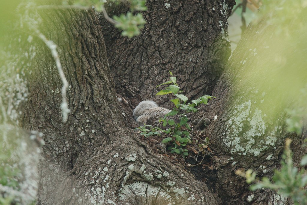 Great Horned Owl Nestling 2016-04-24_1.jpg - Great Horned Owl Nestling