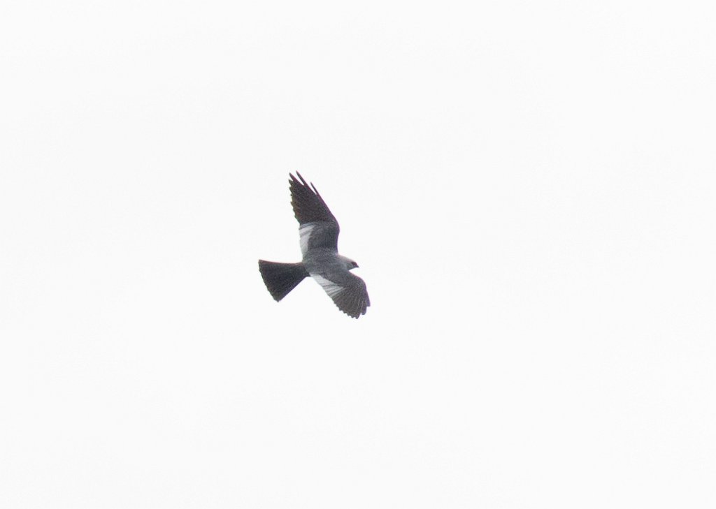 TLASTrip-2.jpg - Mississippi Kite photo by Nic Webster