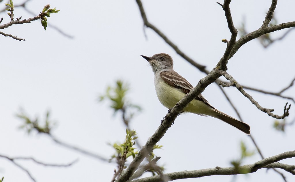 TLASTrip-4.jpg - Ash-throated Flycatcher photo by Nic Webster