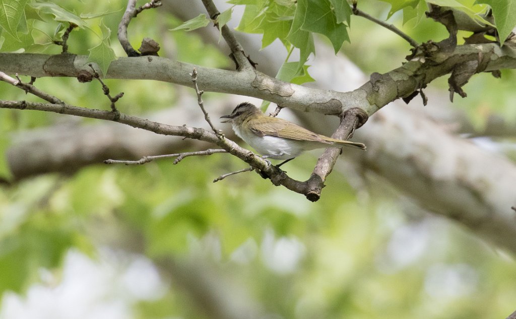 TLASTrip-6.jpg - Red-eyed Vireo photo by Nic Webster