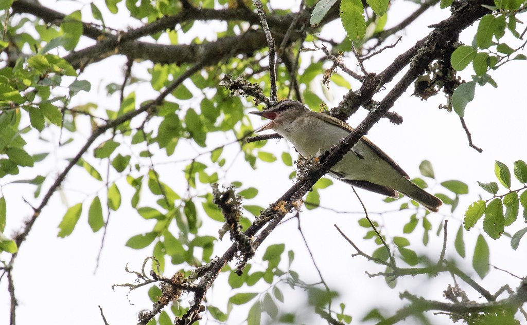 TLASTrip-7.jpg - Red-eyed Vireo photo by Nic Webster
