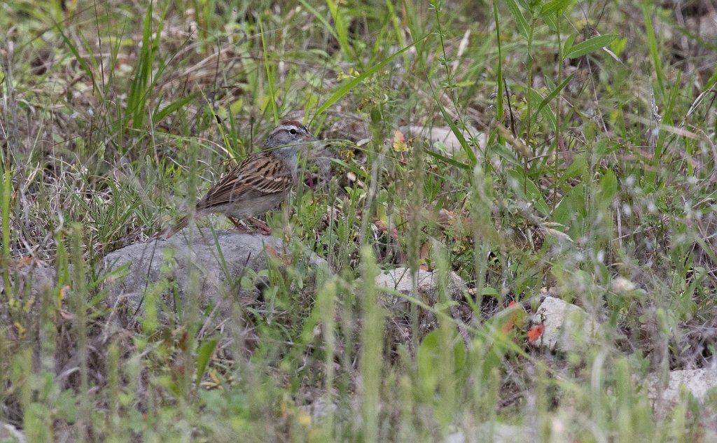 TLASTrip-8.jpg - Chipping Sparrow photo by Nic Webster