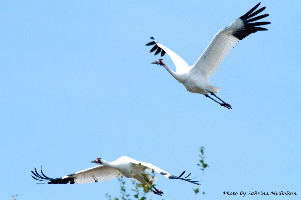10338657_10205443032506336_3680410740284940279_o.jpg - Whooping Cranes over Big Oak