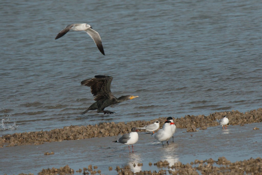 Caspian & Forster's Tern and Laughing Gull 2016-03-05_1.jpg
